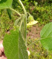 Physalis heterophylla image